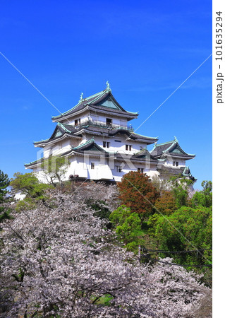 【和歌山県】快晴の和歌山城と満開の桜 【和歌山県】快晴の和歌山城と満開の桜 101635294
