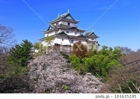 【和歌山県】快晴の和歌山城と満開の桜 【和歌山県】快晴の和歌山城と満開の桜 101635295