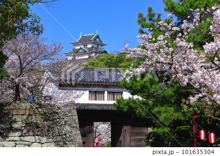 【和歌山県】快晴の和歌山城と満開の桜（天守閣と岡口門） 101635304