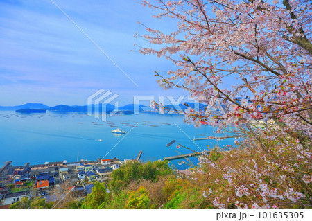 【広島県】桜が満開の正福寺山公園から見た安芸津フェリーと瀬戸内海 【広島県】桜が満開の正福寺山公園から見た安芸津フェリーと瀬戸内海 101635305