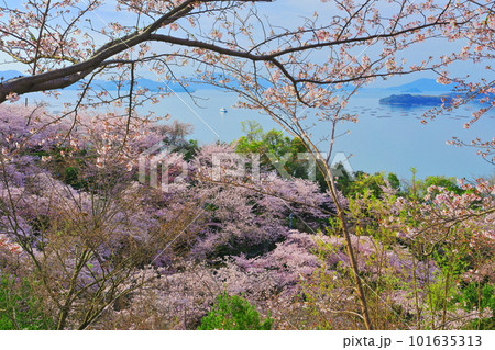 【広島県】桜が満開の正福寺山公園から見た安芸津フェリーと瀬戸内海 【広島県】桜が満開の正福寺山公園から見た安芸津フェリーと瀬戸内海 101635313