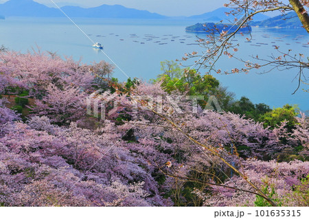 【広島県】桜が満開の正福寺山公園から見た安芸津フェリーと瀬戸内海 101635315