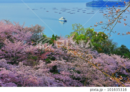 【広島県】桜が満開の正福寺山公園から見た安芸津フェリーと瀬戸内海 101635316