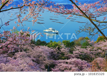 【広島県】桜が満開の正福寺山公園から見た安芸津フェリーと瀬戸内海 101635320