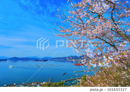 【広島県】桜が満開の正福寺山公園から見た安芸津フェリーと瀬戸内海 【広島県】桜が満開の正福寺山公園から見た安芸津フェリーと瀬戸内海 101635327
