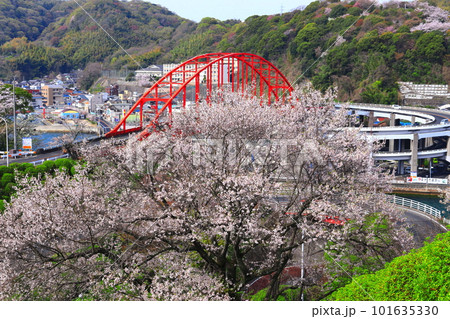 【広島県】桜が満開の音戸大橋（音戸の瀬戸） 101635330