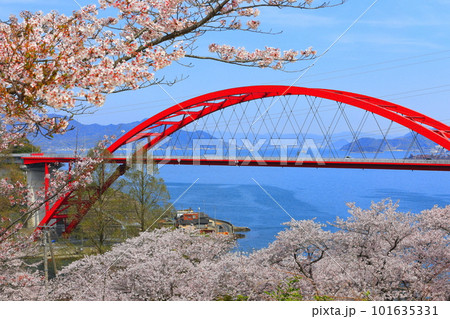 【広島県】桜が満開の第二音戸大橋（音戸の瀬戸） 101635331