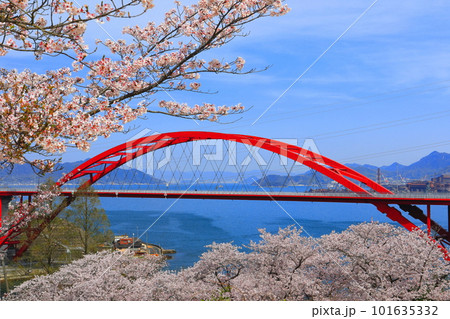 【広島県】桜が満開の第二音戸大橋（音戸の瀬戸） 101635332