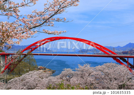 【広島県】桜が満開の第二音戸大橋(音戸の瀬戸) 【広島県】桜が満開の第二音戸大橋(音戸の瀬戸) 101635335