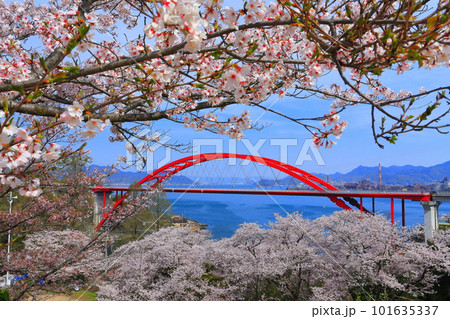 【広島県】桜が満開の第二音戸大橋（音戸の瀬戸） 101635337