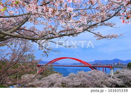【広島県】桜が満開の第二音戸大橋（音戸の瀬戸） 101635339