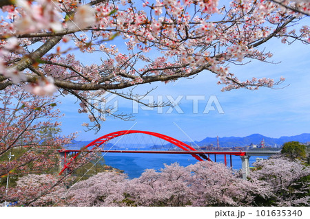【広島県】桜が満開の第二音戸大橋（音戸の瀬戸） 101635340