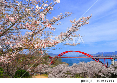 【広島県】桜が満開の第二音戸大橋（音戸の瀬戸） 101635343