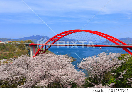 【広島県】桜が満開の第二音戸大橋(音戸の瀬戸) 【広島県】桜が満開の第二音戸大橋(音戸の瀬戸) 101635345