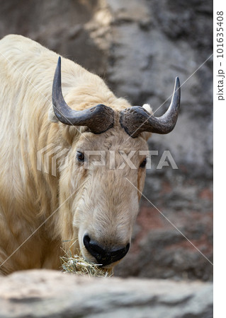 ゴールデンターキー 101635408