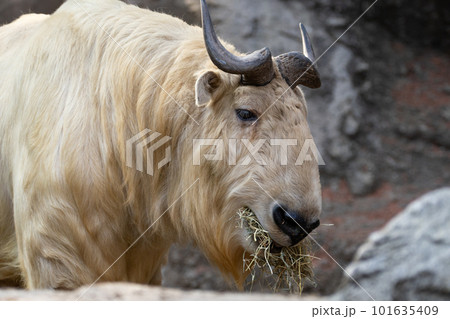 ゴールデンターキー 101635409