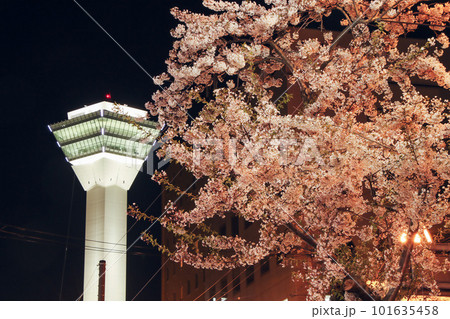 函館五稜郭の夜桜 函館五稜郭の夜桜 101635458