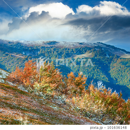 October Carpathian mountain Borghava plateau with first winter snow and autumn colorful bilberry bushes October Carpathian mountain Borghava plateau with first winter snow and autumn colorful bilberry bushes 101636148
