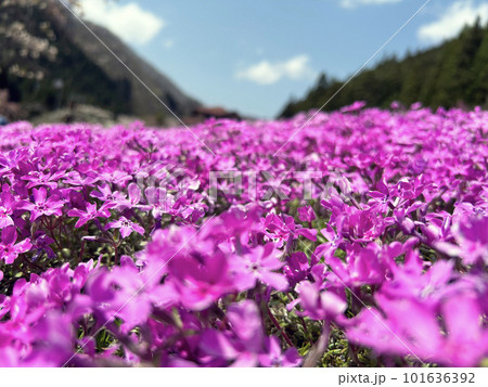 シバザクラのクローズアップと青空 横 シバザクラのクローズアップと青空 横 101636392