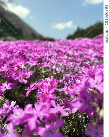 シバザクラのクローズアップと青空 縦 101636393