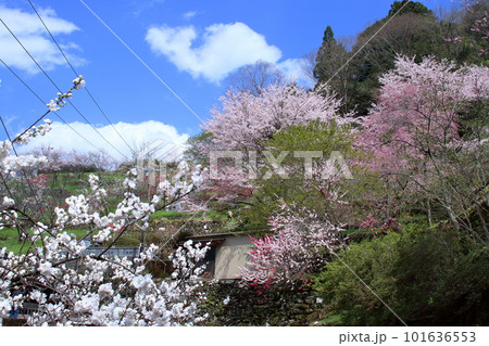 仁淀川町上久喜　春の訪れ　（高知県） 101636553
