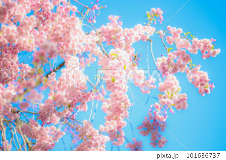 青空に映える満開の枝垂れ桜 101636737