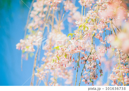 青空に映える満開の枝垂れ桜　フィルム風 101636738