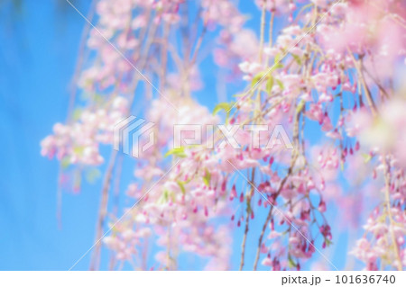 青空に映える満開の枝垂れ桜 101636740