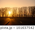 冬の朝の光を浴びた冬枯れの木 101637542