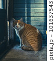 見つめる猫 101637543