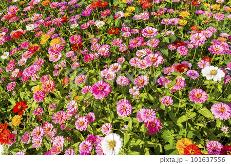 Colorful Zinnia Elegans flowers bloom in the garden. 101637556