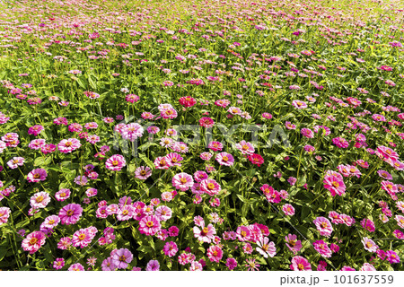 Colorful Zinnia Elegans flowers bloom in the garden. 101637559