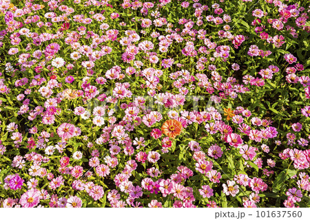 Colorful Zinnia Elegans flowers bloom in the garden. 101637560
