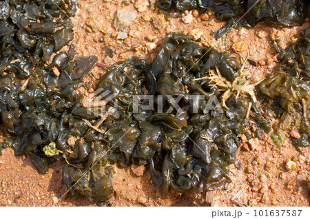 庭にワカメのようなものが大量発生　イシクラゲ 101637587