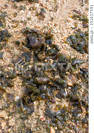 庭にワカメのようなものが大量発生　イシクラゲ 101637591