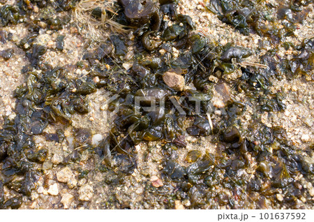 庭にワカメのようなものが大量発生　イシクラゲ 101637592