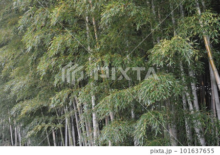竹林のある風景 竹藪 101637655
