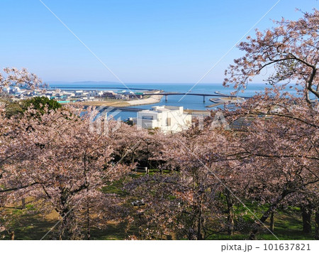 日和山公園 鹿島御児神社から見下ろす満開の桜と石巻港の風景・宮城県石巻市 日和山公園 鹿島御児神社から見下ろす満開の桜と石巻港の風景・宮城県石巻市 101637821