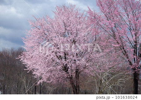 春の魚沼市福山峠の雪上桜・オオヤマザクラ 101638024