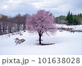 春の魚沼市福山峠の雪上桜・オオヤマザクラ 101638028