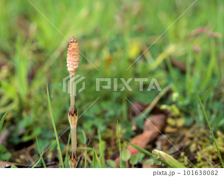 3月に生えてきた春を告げるツクシ(土筆) 3月に生えてきた春を告げるツクシ(土筆) 101638082