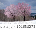 魚沼市福山峠の雪上桜・オオヤマザクラ 101638273