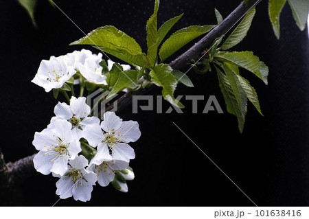 さくらんぼの花 さくらんぼの花 101638416
