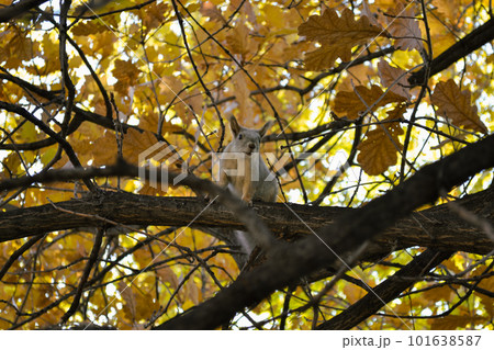 Curious cute squirrel sits on a branch of an autumn tree 101638587