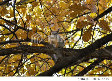 Squirrel sits on a branch of an autumn tree and looks directly into the camera Squirrel sits on a branch of an autumn tree and looks directly into the camera 101638649