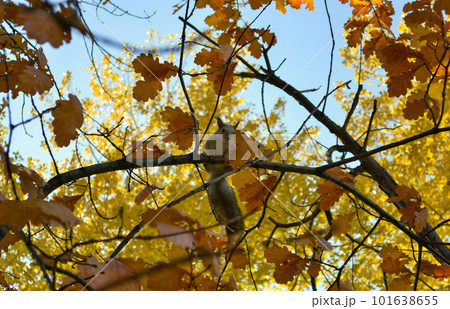 Squirrel sits on a tree branch among autumn foliage Squirrel sits on a tree branch among autumn foliage 101638655