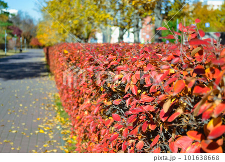 The bright red leaves of a bush in an autumn park The bright red leaves of a bush in an autumn park 101638668