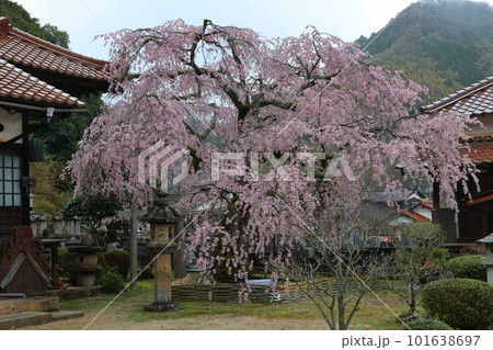 永太院の枝垂れ桜 101638697