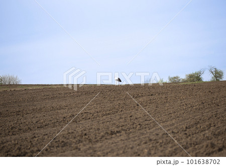 A stork walks across a plowed field. Spring. Sowing. The storks have returned and are looking for food. Ukrainian landscape. 101638702