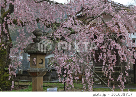 永太院の枝垂れ桜 101638717